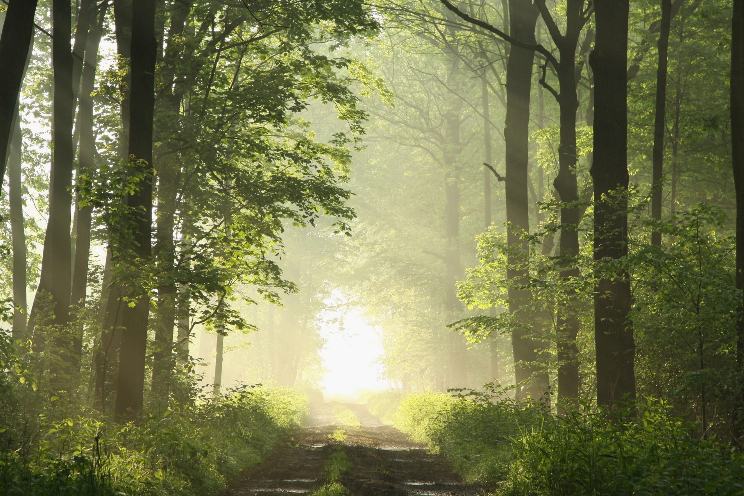 Hero-Bild: Wald mit Weg zum Licht